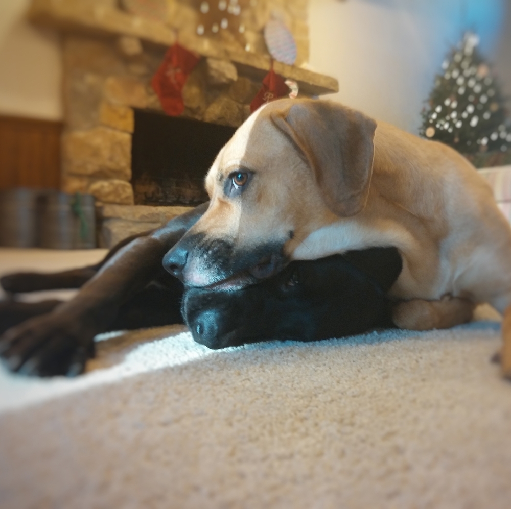 NWT MADEWELL Gray Flannel Latitude Shirtdress Long Sleeve - Picture 9 of 9